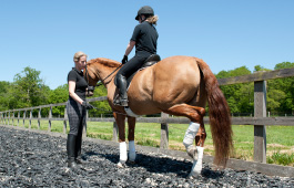 Sarah Sjoholm-Patience Horse and Rider Coaching
